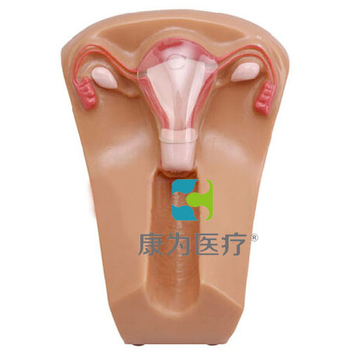 “康为医疗”女性宫内节育器示教模型,女性盆腔器官模型