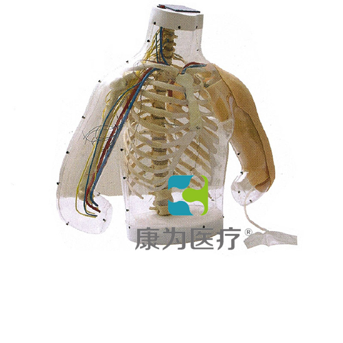 吐鲁番“康为医疗”高级上臂肌肉注射及对比模型(带检测警示系统)