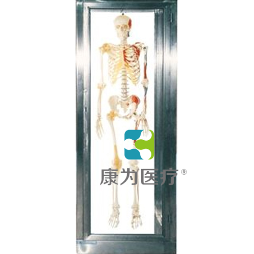 “康为医疗”不锈钢骨骼标本柜