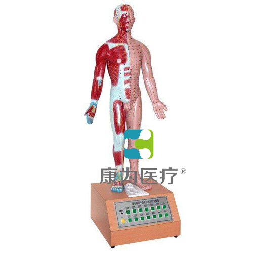 昌吉“康为医疗”电动语言十四电动针灸模型