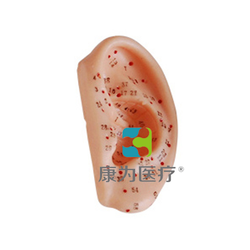 吐鲁番“康为医疗”耳针灸模型13CM