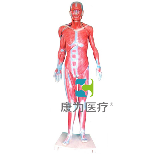 “康为医疗”全身肌肉解剖模型(自然大)
