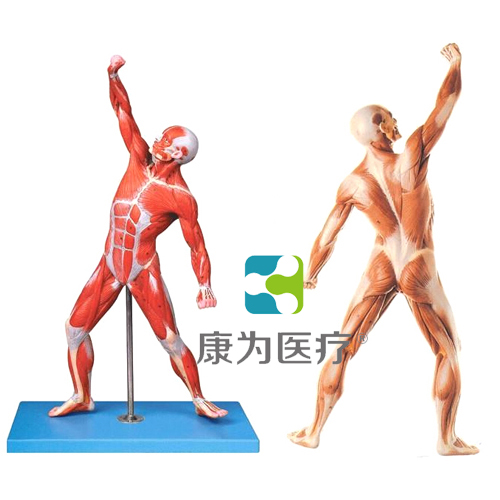 “康为医疗”人体全身肌肉运动模型