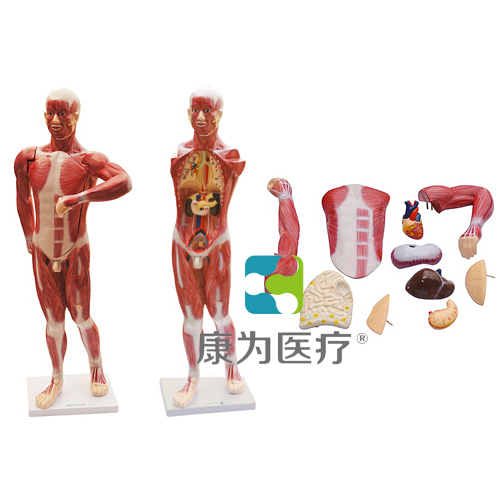 “康为医疗”人体肌肉及胸腹腔脏器解剖模型