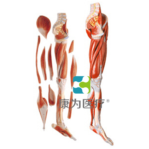 “康为医疗”下肢肌肉附主要血管神经模型