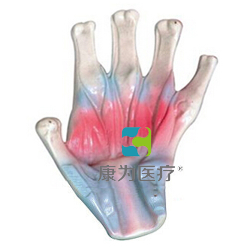 “康为医疗”手骨间肌模型