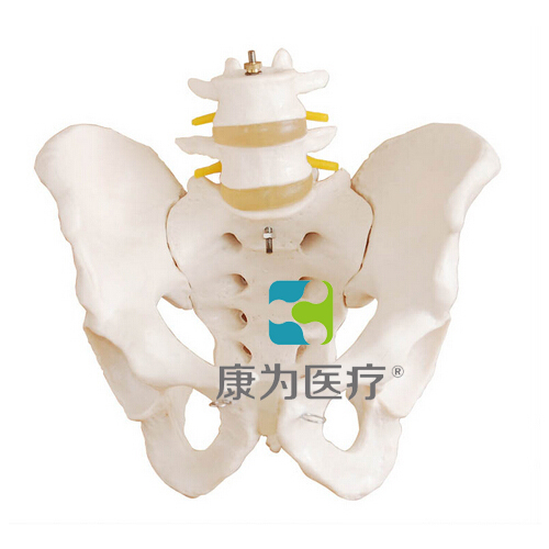 “康为医疗”盆骨带两节腰椎模型