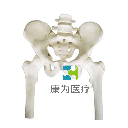 “康为医疗”骨盆带两节腰椎附半腿骨模型