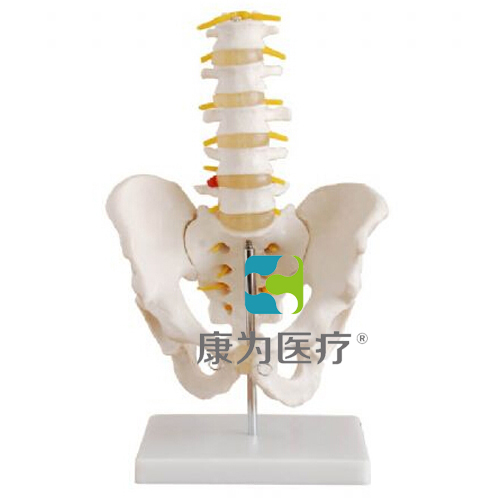 “康为医疗”自然大骨盆带五节腰椎模型