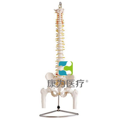 “康为医疗”自然大脊椎附盆骨带半腿骨模型
