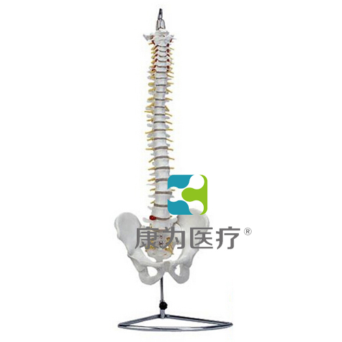 “康为医疗”高级自然大脊柱骨带盆骨模型
