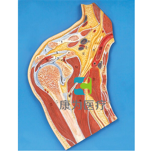 克拉玛依“康为医疗”肩关节剖面模型