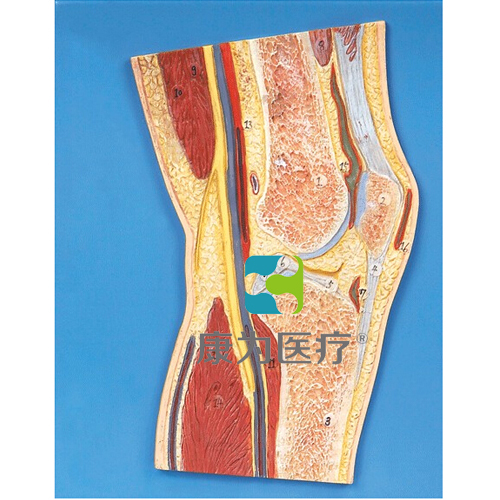 克拉玛依“康为医疗“膝关节剖面模型