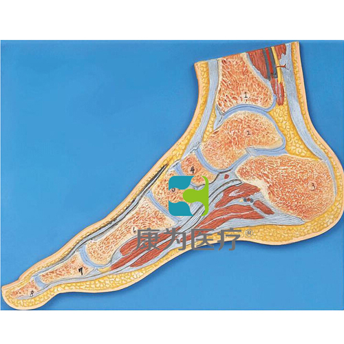 博尔塔拉“康为医疗“足关节剖面模型
