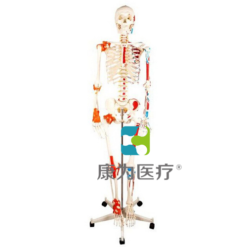 “康为医疗”人体骨骼附关节韧带和肌肉着色模型