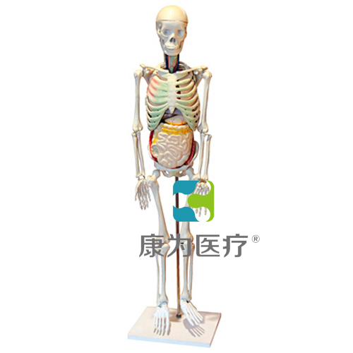“康为医疗”人体骨骼与内脏关系模型