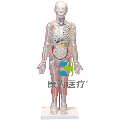 “康为医疗”人体体表、人体骨骼与内脏关系模型