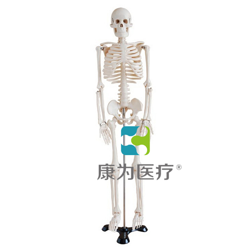 “康为医疗”85cm人体骨骼模型
