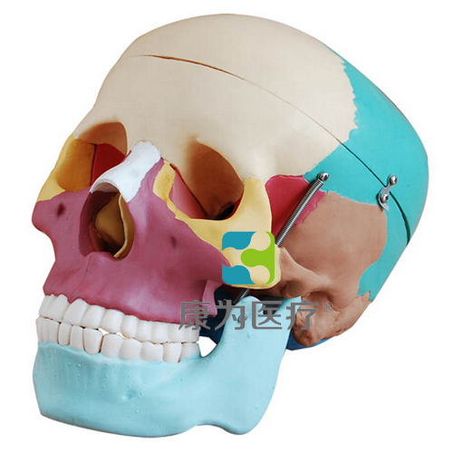 克拉玛依“康为医疗”自然大彩色头颅骨模型