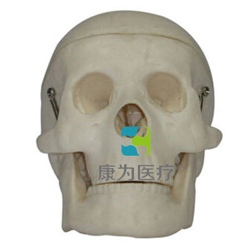 克拉玛依“康为医疗”小型头颅骨模型