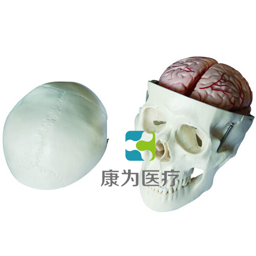 “康为医疗”头骨带8部分脑动脉模型