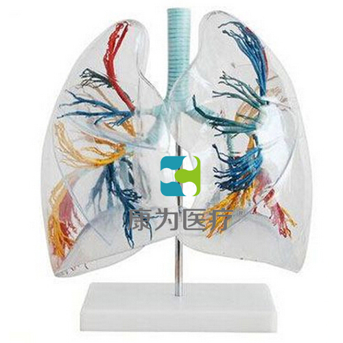 哈密“康为医疗”透明肺段模型