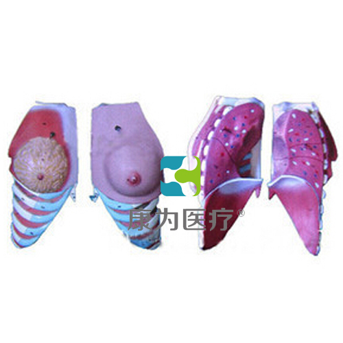 “康为医疗”女性乳房解剖模型