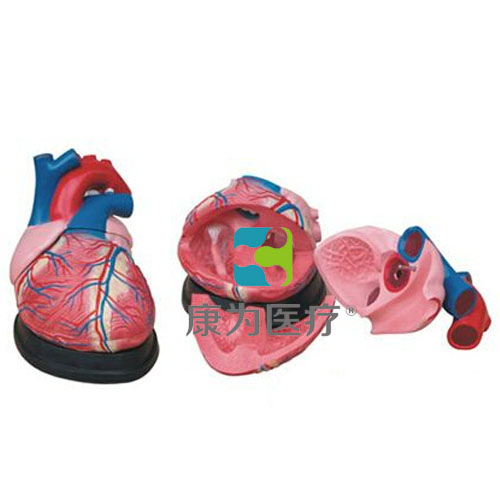 吐鲁番“康为医疗”大心脏解剖模型