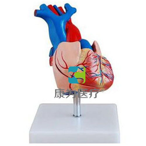 哈密“康为医疗”自然大心脏解剖模型