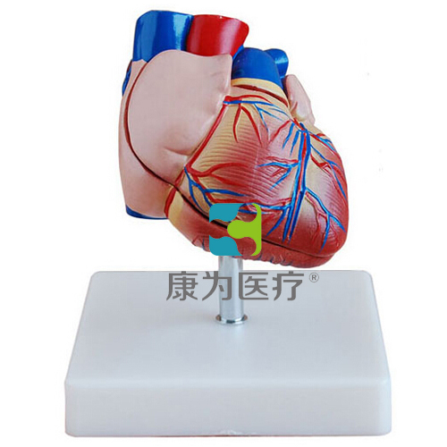 昌吉“康为医疗”新型自然大心脏解剖模型