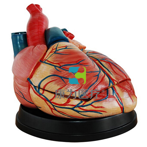 博乐“康为医疗”新型大心脏解剖模型