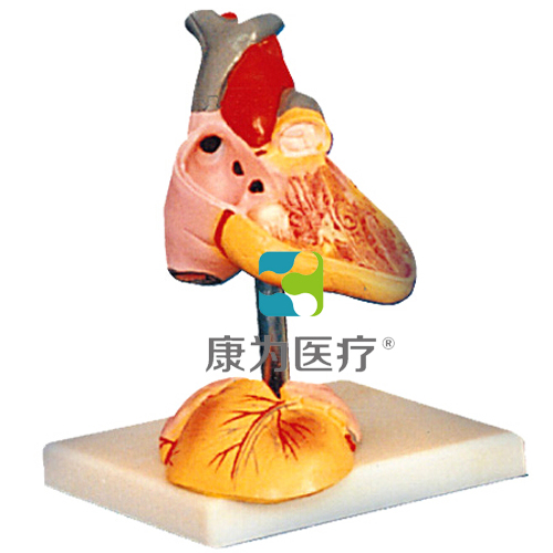 昌吉“康为医疗”儿童心脏解剖放大模型