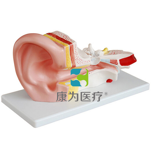 昌吉“康为医疗”中耳解剖放大模型