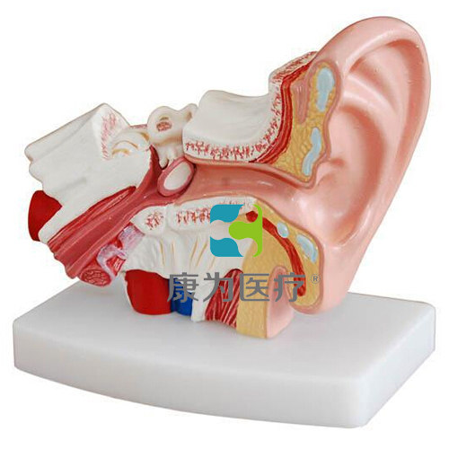 博尔塔拉“康为医疗”桌上型耳解剖模型