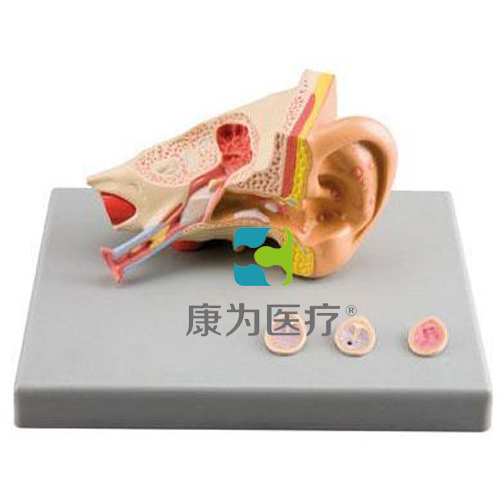 “康为医疗”耳病理模型