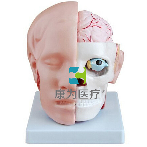 吐鲁番“康为医疗”头解剖附脑动脉模型