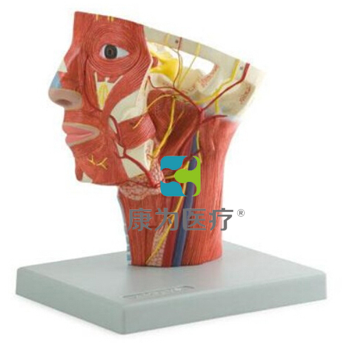 博乐“康为医疗”头部动脉模型
