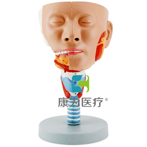 “康为医疗”头示咽肌模型