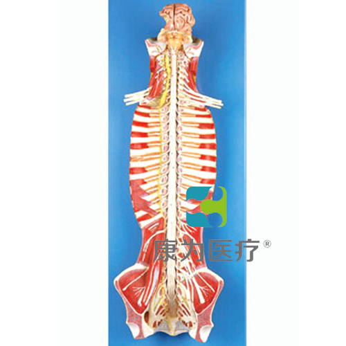 新疆“康为医疗”椎管内部脊髓神经模型