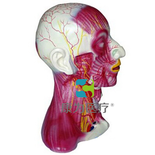 “康为医疗”颈部中层肌肉血管神经模型