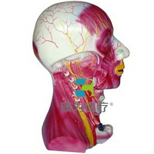 “康为医疗”颈部深层肌肉血管神经模型