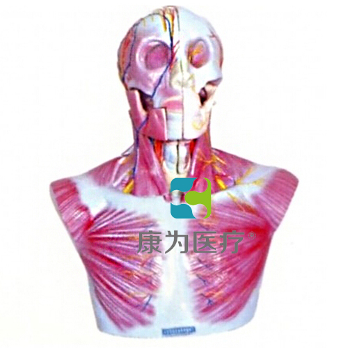 “康为医疗”头部、颈部层次解剖模型