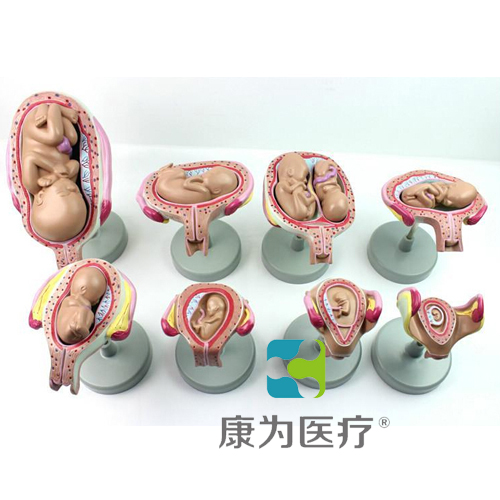 “康为医疗”胎儿发育过程模型（带底坐）