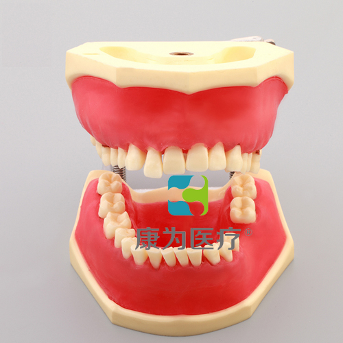 克拉玛依“康为医疗”牙周病实习模型
