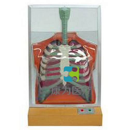 克拉玛依“康为医疗”人体呼吸运动电动模型