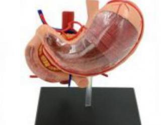 “康为医疗”人体胃解剖模型